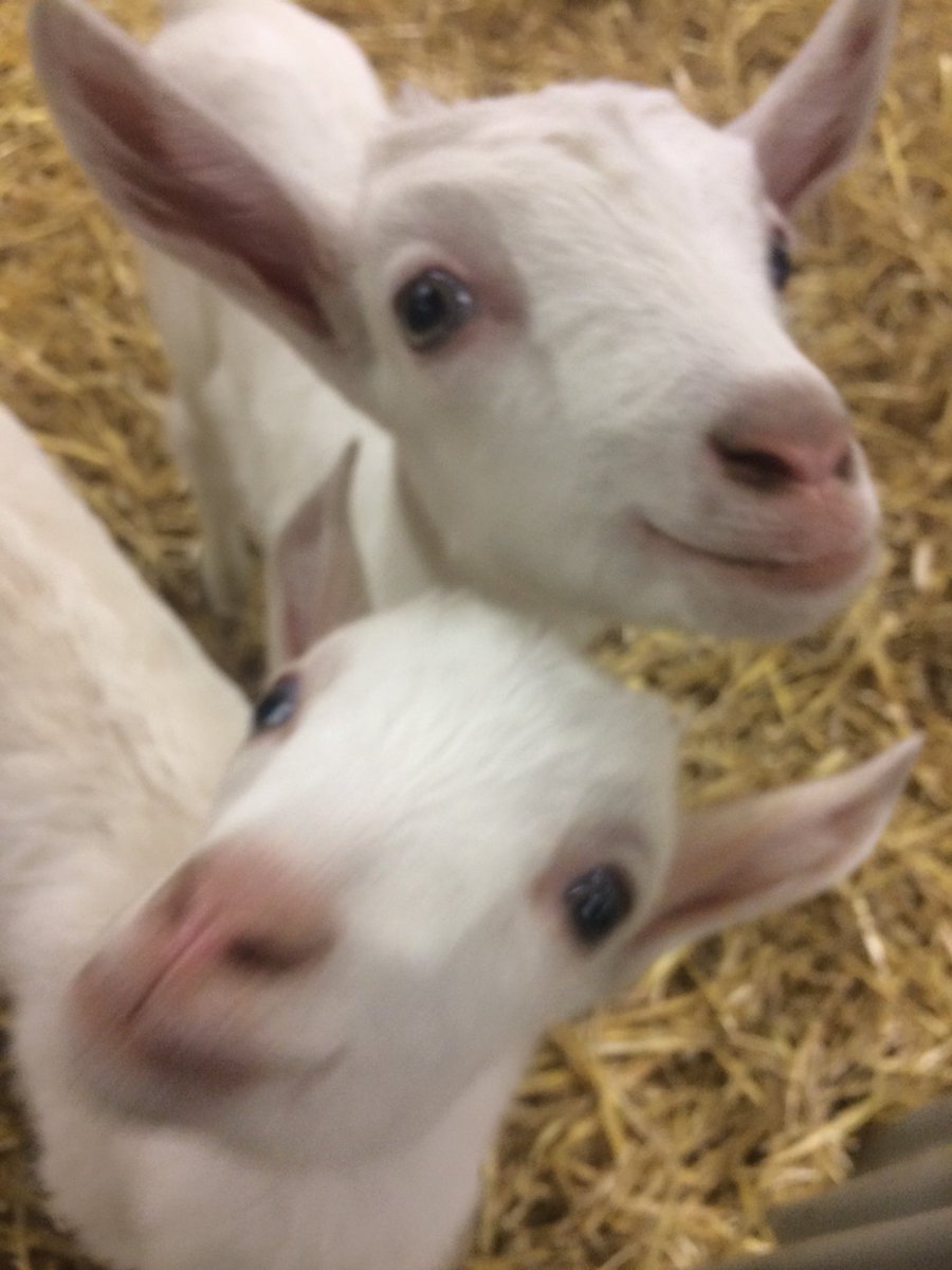 YYCist's tweet photo. Hanging out with the (goat) kids at #CSAggieDays Feed Yiur Mind Adults Only evening. So much great food from Alberta producers here tonight! #eatalberta #eatlocal #agmorethanever #yycnow #yyceats https://t.co/HBfRRJjcq3