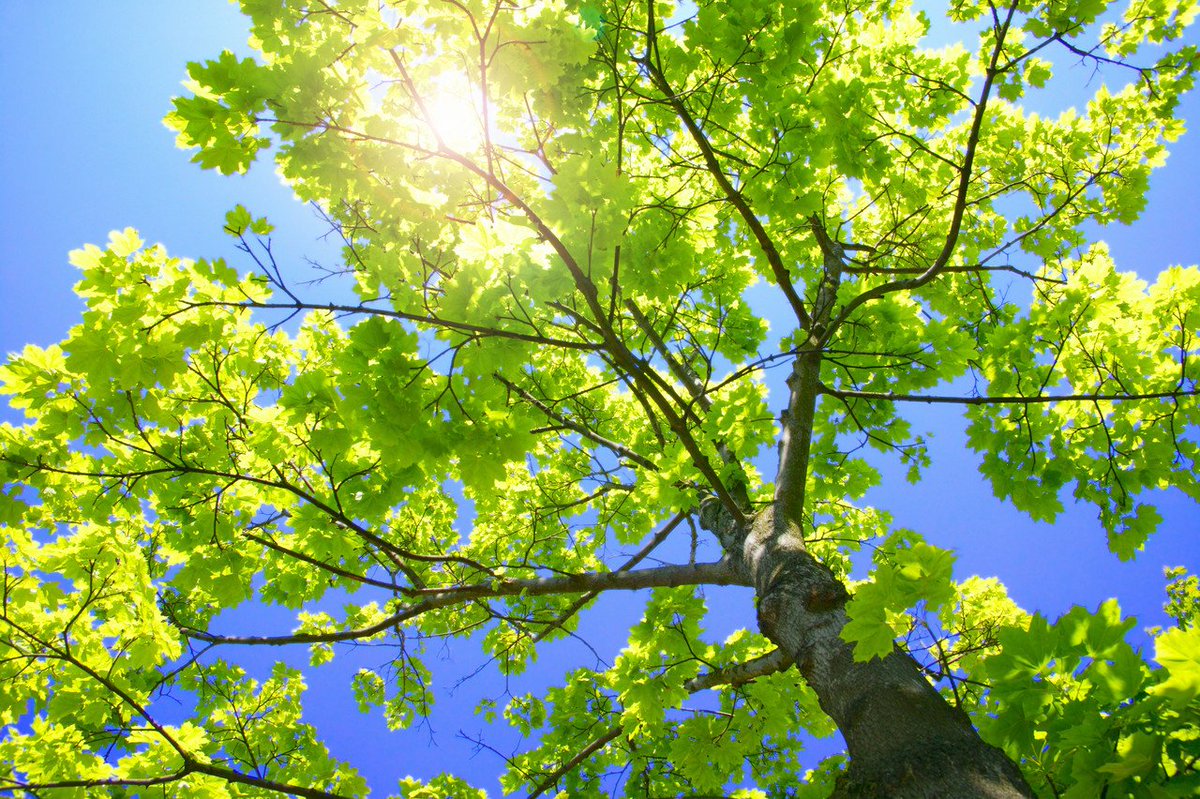 7 Tips To Keep Your Trees Healthy, Beautiful, and Safe! tinyurl.com/y2bt9tyx #Green