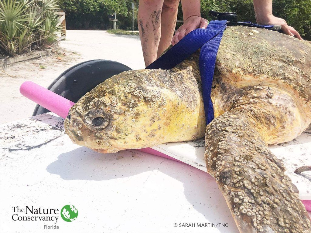 SeaChange33477's tweet photo. .@A_W_Global @CICTMAR @bulgood Great teamwork today - Florida Fish and Wildlife, Blowing Rocks Preserve and Loggerhead Marinelife Center - rescued this Loggerhead sea turtle. It’s recouperating at LMC’s hospital. 📸:The Nature Conservancy Florida https://t.co/w1zusW0jG3