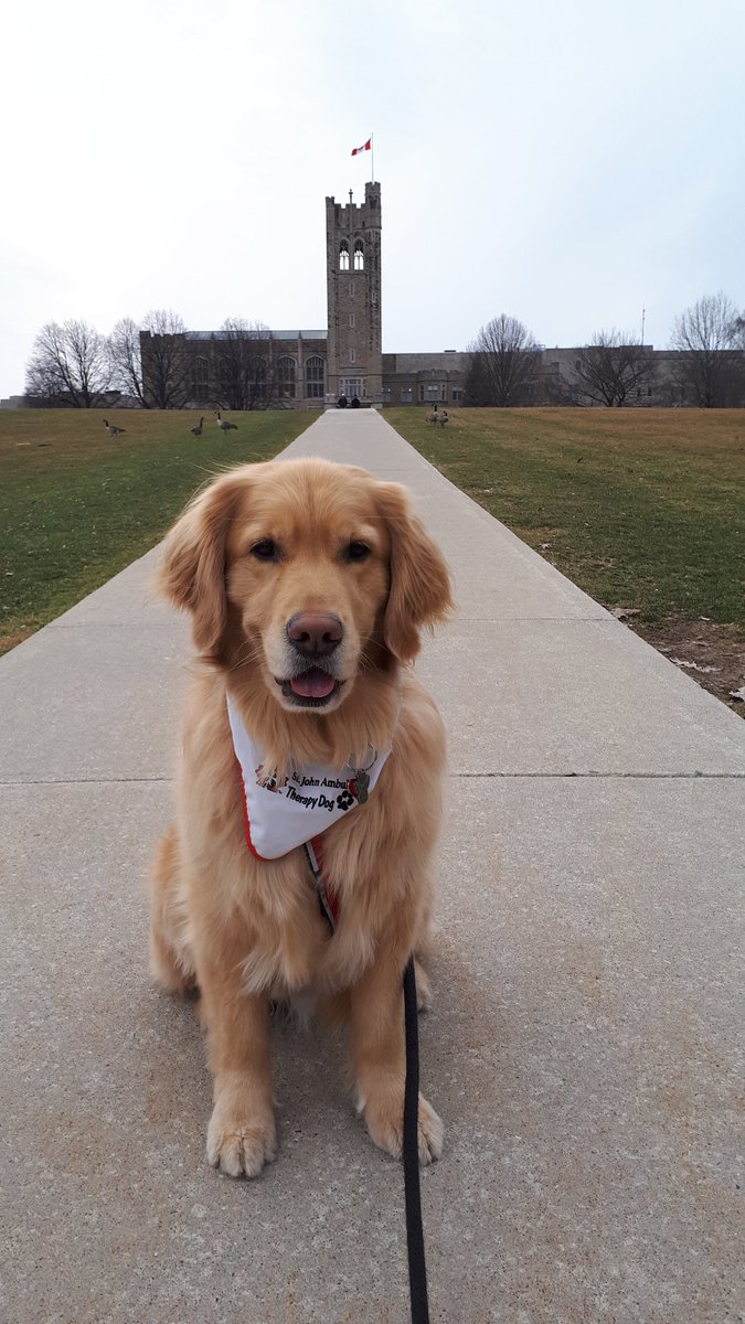 Mulligan visited Delaware Hall tonight <a href="/WesternU/">Western University</a>. Missed us!? Therapy Dogs will be at a Student Wellness Event this Tuesday, April 9th, from 12:30 – 2:00 pm in the Mustang Lounge! #ldnont #WesternU  @WellnessWestern