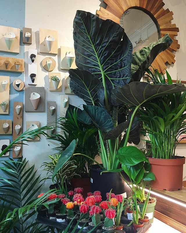 TheSucculence's tweet photo. Ready for the weekend? Us too ✨ We don’t see this crew hanging around the shop too long — snag em before they’re gone! .
.
.
.
.
.
.
.
.
#alocasia #alocasiaregalshields #regalshield #alocasiaregalshield #areca #arecapalm #arecapalmleaf #songofindia #… https://t.co/n9Ns92nwki https://t.co/e7YEtJjm9k