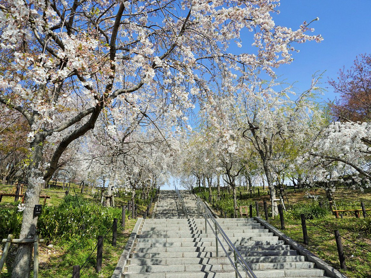 名古屋市東山動植物園 4月5日金曜日 ズーボからのふわり さくら情報 動物園は満開ですです 植物園の桜の回廊は緑が混ざってきているけど まだまだ綺麗 お花畑のチューリップとのコラボが素敵ですです とのこと 通訳がお届けしました 名古屋市東山動植物園 4月5日金曜日 ズーボからのふわり さくら情報 動物園は満開ですです 植物園の桜の回廊は緑が混ざってきているけど まだまだ綺麗 お花畑のチューリップとのコラボが素敵ですです とのこと 通訳がお届けしました