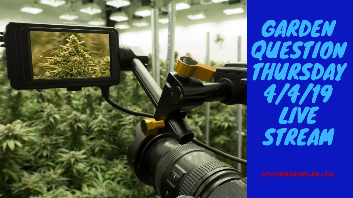 UptownGrowLab's tweet image. Join us for our Garden Question Live Stream on YouTube at 8pm Pacific, tonight #kitchenkrew #smokeweedeveryday #Cannabislivestream #LiveSesh