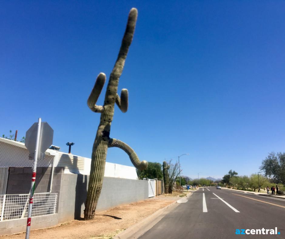 azcentral's tweet photo. Caption this. https://t.co/iyfrRm88FY