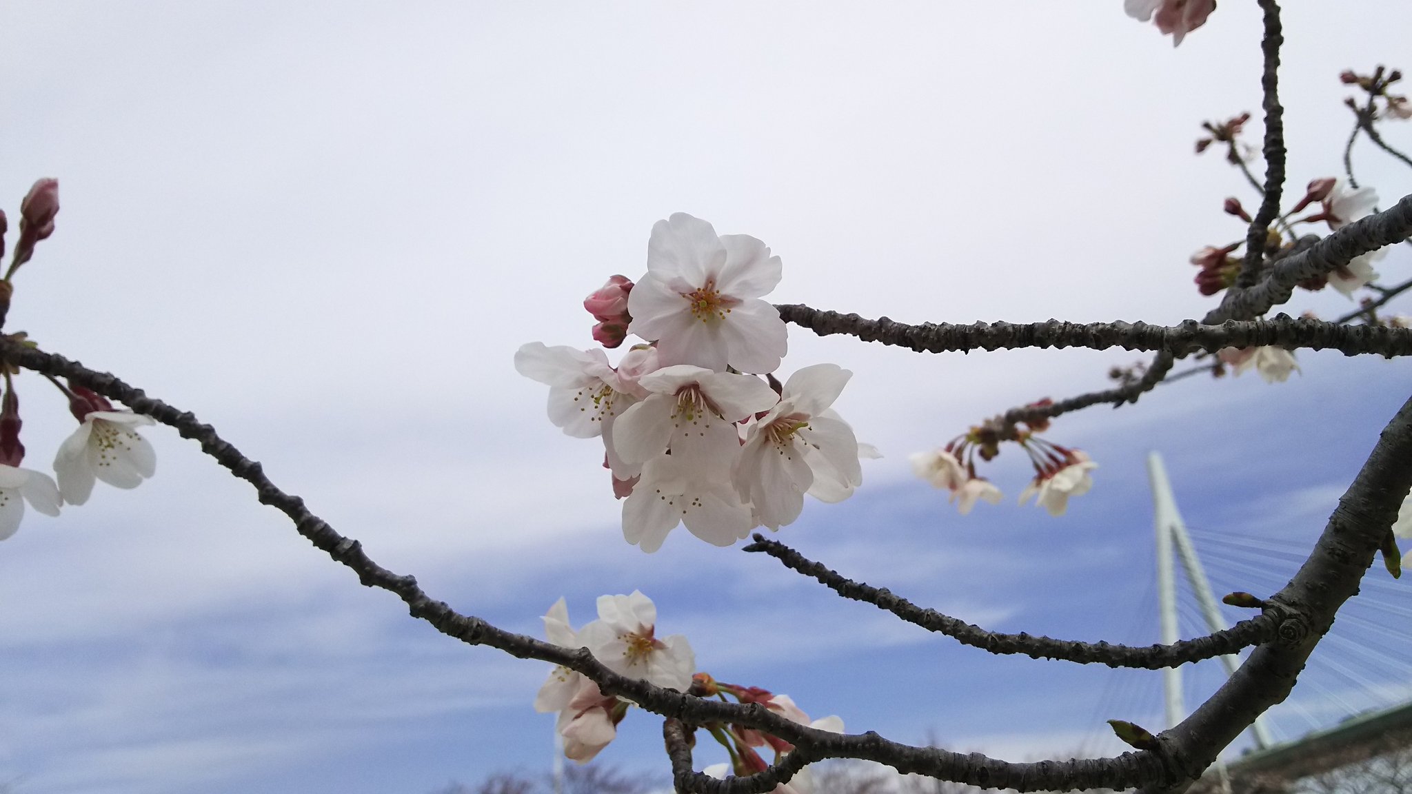 天保山公園の桜 天保山商店会 Tenpouzan0873 Twitter