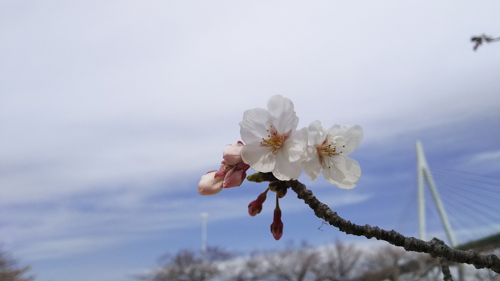 天保山公園の桜 天保山商店会 Tenpouzan0873 Twitter