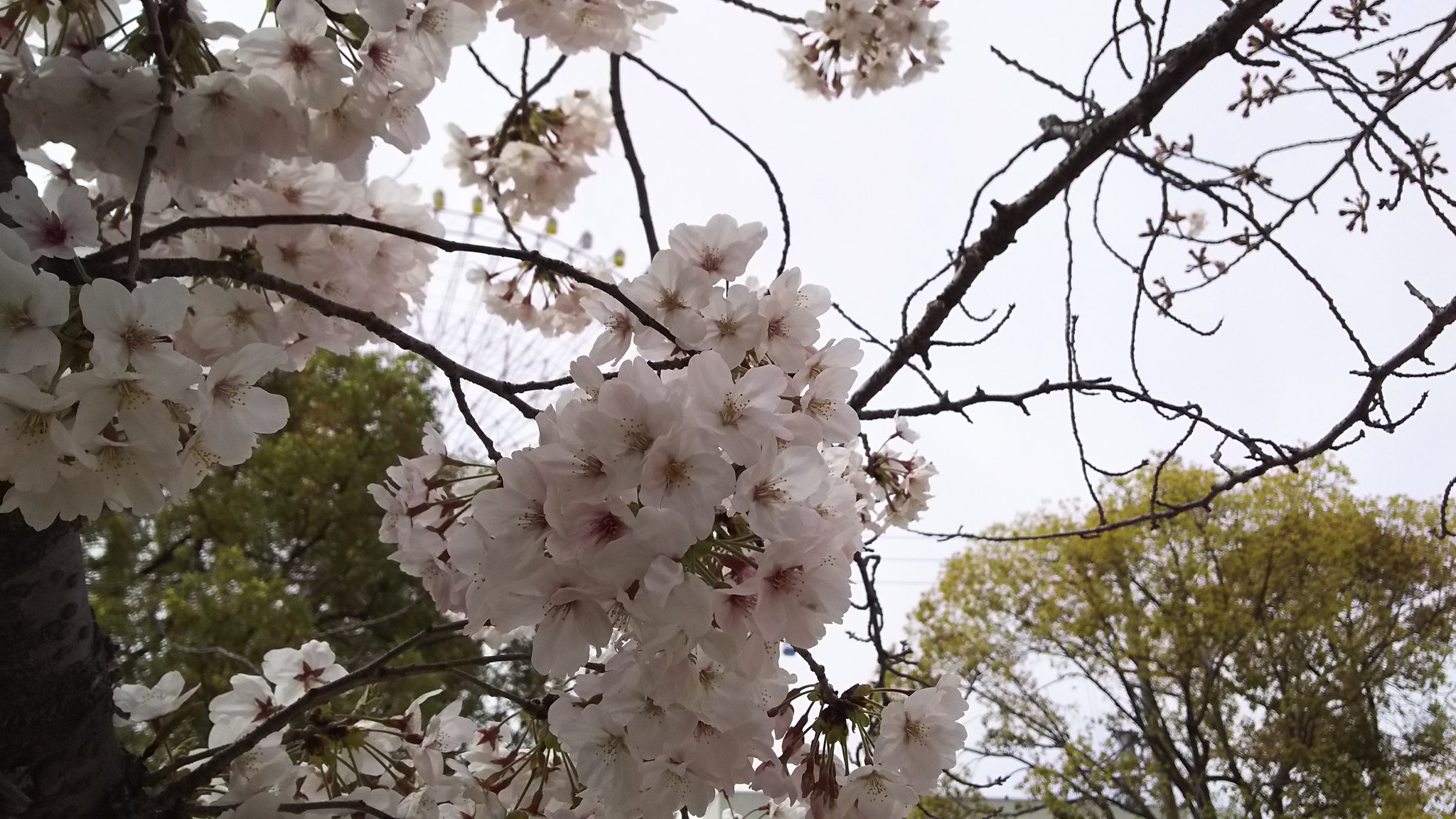 天保山公園の桜 天保山商店会 Tenpouzan0873 Twitter