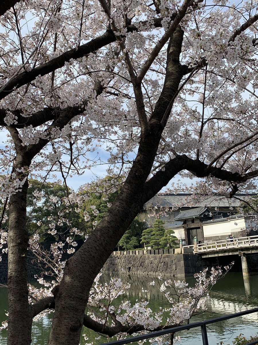 Bunga Sakura di musim semi memang cantik