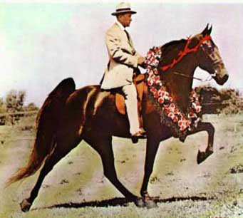 TWHAC's tweet photo. #TBT to the 1951 Tennessee Walking Horse World Grand Champion "The Talk of the Town." #tennesseewalkinghorse #tennesseewalker #TWHNC https://t.co/0TcgD0Lyjq