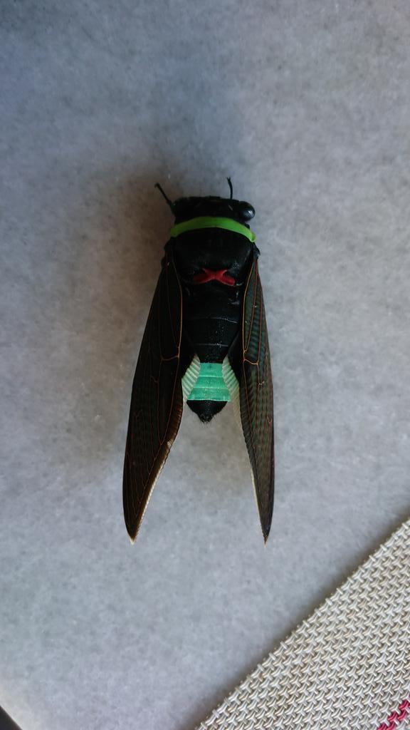 Borneo Wild Insects on X