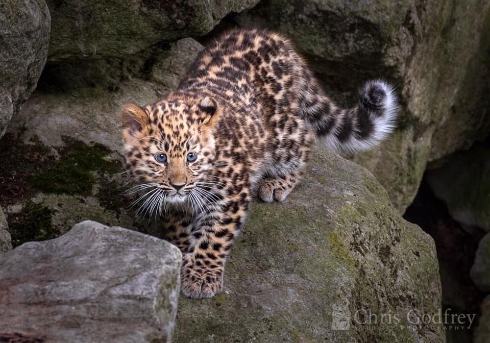 ConserveWildCat's tweet photo. Amur leopards are born with beautiful vibrant blue eyes, that fade to a light, blue-green as they approach adulthood.
Photo © CHRIS GODFREY
#FactFriday #amurleopard #bigcatfacts #leopardfacts #chrisgodfrey #kanika https://t.co/Eax4Pb7CU5