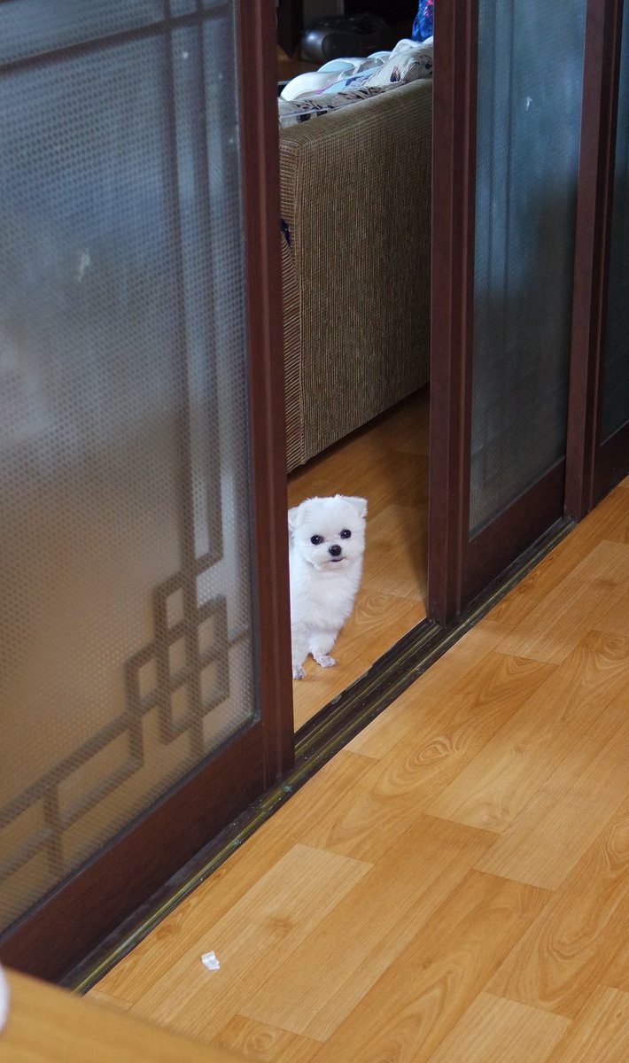 kankayaya's tweet photo. 산책 압박 https://t.co/RM8e8WbkYL