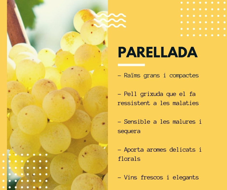 Pimecava's tweet photo. La #Parellada és la més fina i fràgil de les tres varietats clàssiques per l'elaboració del #cava. Aporta aromes delicades i florals. #territoricava https://t.co/ngN6aCwpJH
