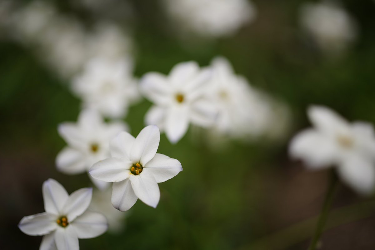 Go_Go_Go_Go_Go's tweet image. #flower #花 #springstar #ハナニラ #spring #春 #sonly #sonyimages #sonyalpha #sonya7riii #zeiss #ツァイス写真部 #macro #bokeh