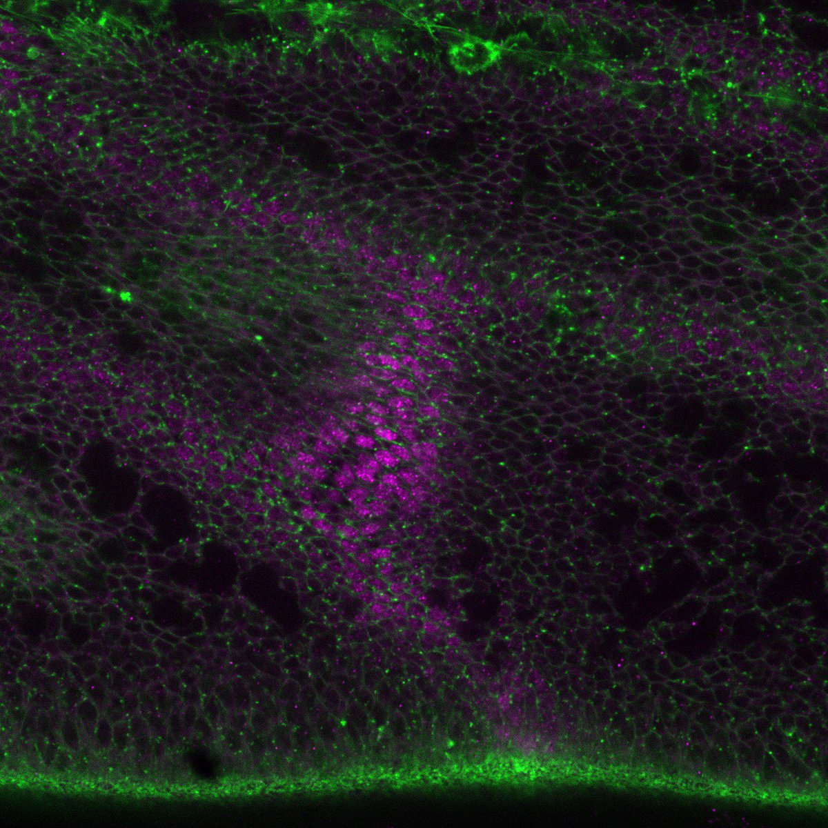 Dey_Gautam's tweet photo. Friday belongs to Daniel Moore @Toddiemoore, @LabShimmi postdoc traveling from Helsinki to tell us how cell shape changes in crossvein morphogenesis in the Drosophila pupal wing are coupled to upstream BMP signalling! @Official_BSCB @BSocietyDevBiol @BSDBgradstudent #CBDB19 https://t.co/NydKxTCTF6