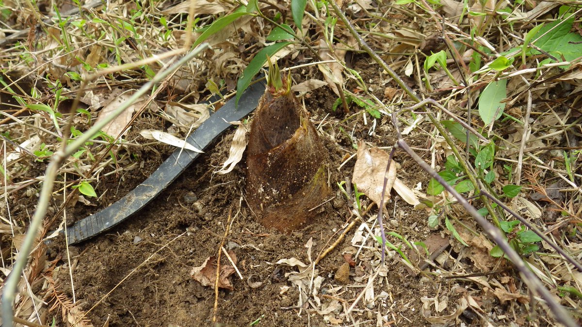 愛媛県立とべ動物園 公式 على تويتر タケノコと一緒にイタドリも見つけてきた園長に 生でも食べれるよ と言われ 初めて食べてみた私の感想は とても酸っぱくて渋くて だけどちょっぴり大人な春の味覚を体験しました 笑 とべ動物園 イタドリ 春の 愛媛県立とべ動物園 公式 على تويتر タケノコと一緒にイタドリも見つけてきた園長に 生でも食べれるよ と言われ 初めて食べてみた私の感想は とても酸っぱくて渋くて だけどちょっぴり大人な春の味覚を体験しました 笑 とべ動物園 イタドリ 春の