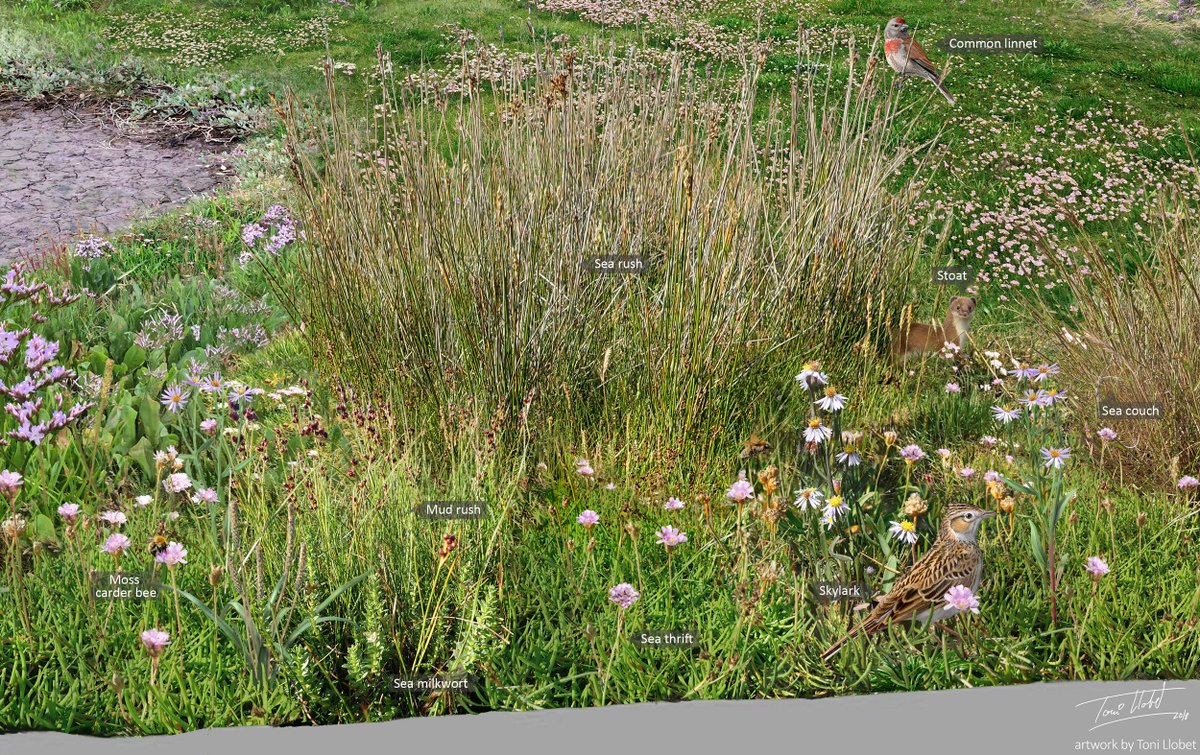 Among the tall rushes, the redshank nests, and the hares run. The bumblebees buzz and the birds sing. The marine ecosystem is gradually giving way to a more terrestrial ecosystem, with less salt-tolerant plants and more land mammals and insects.