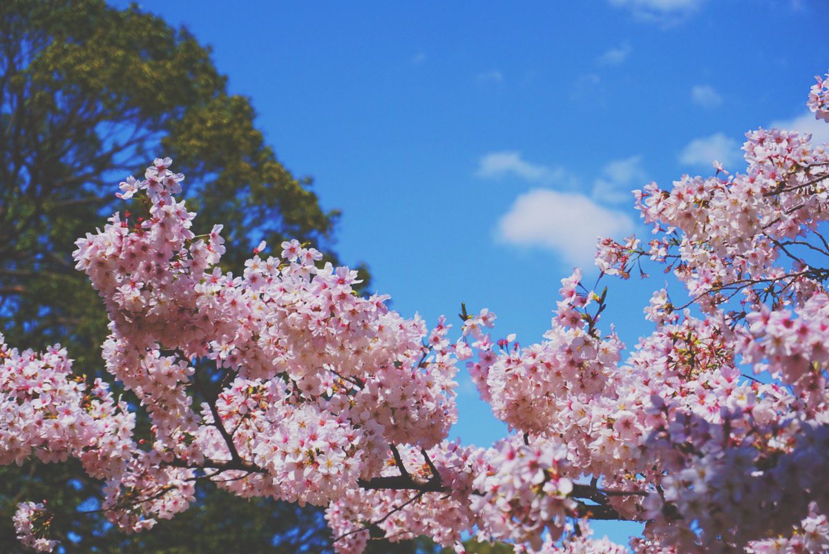 spoooon96's tweet photo. 벚꽃과 함께하는 봄🌸 https://t.co/6hnlWeJtGW