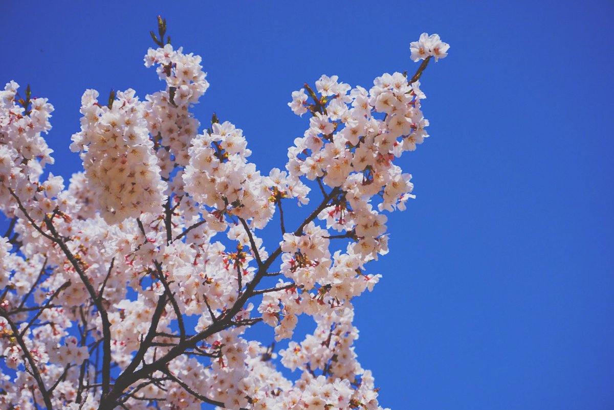 spoooon96's tweet photo. 벚꽃과 함께하는 봄🌸 https://t.co/6hnlWeJtGW