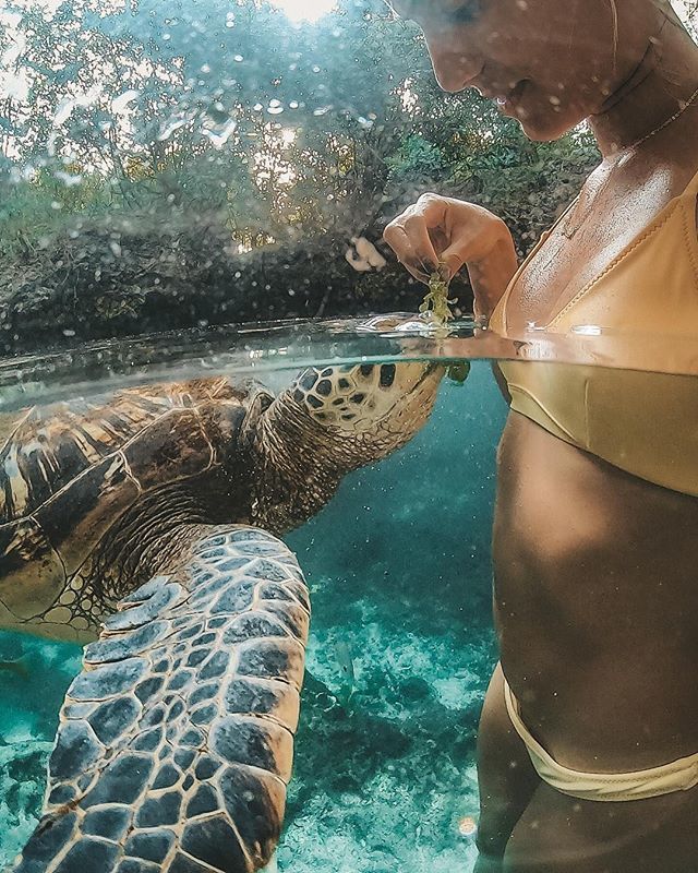 Playing with turtles in Zanzibar
📷 by <a href="/palomafts/">Paloma Fts</a>
#HereIsTanzania