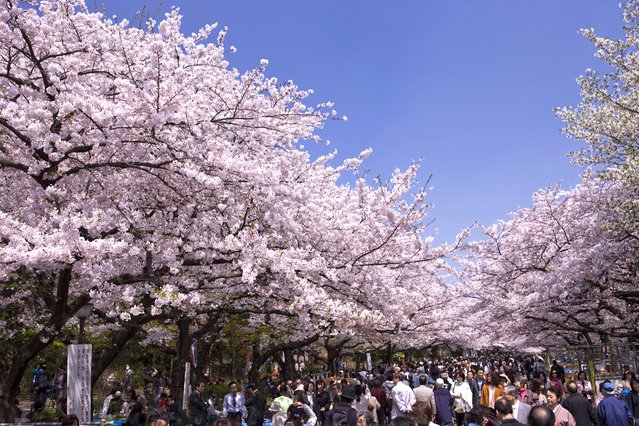 nippon_yokoso's tweet image. These days sakura is blooming in Japan. We went to Ueno Onshi Park to see cherry blossom there! 
Although lovely sakura only blooms for a quite short period in spring, this season is one of Japanese people’s favorites.
#sakura
#桜
#sightseeing 
#Japan