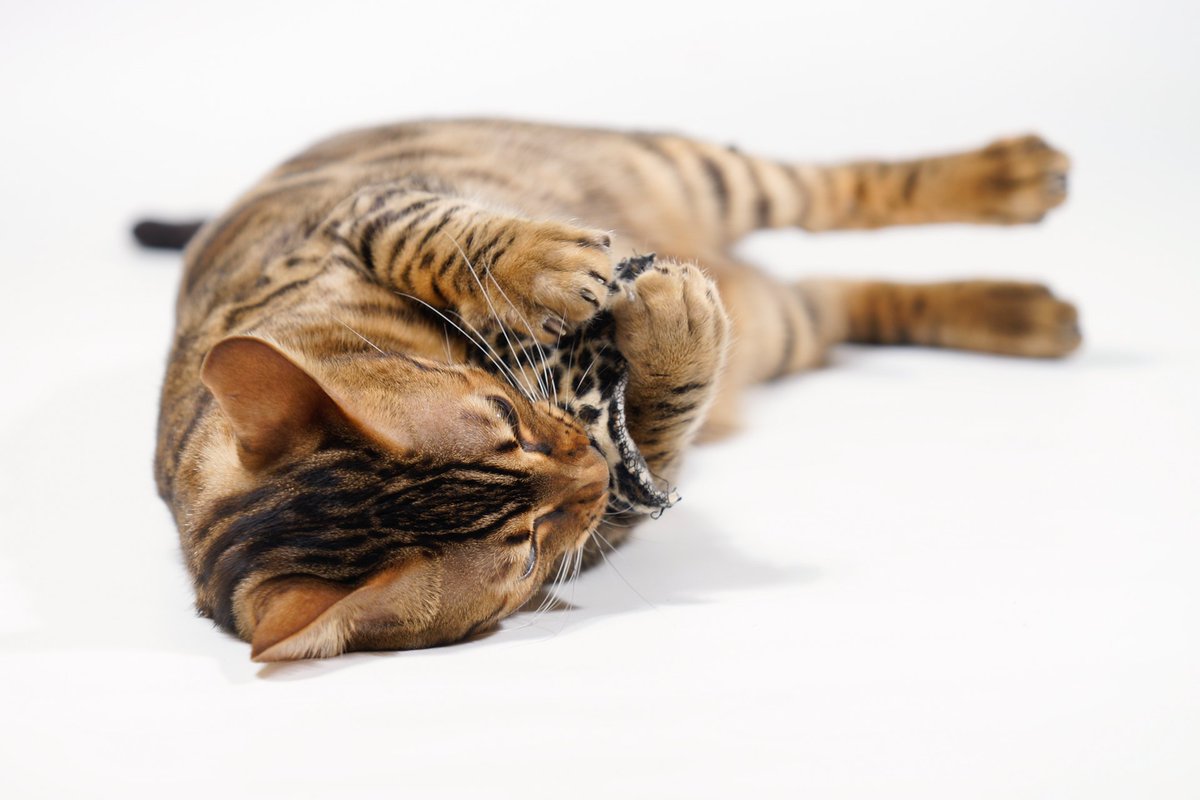 CrackForKitty's tweet image. Want to know what drives cats wild? Find out here in our newest post...
crackforkitty.com/?p=321