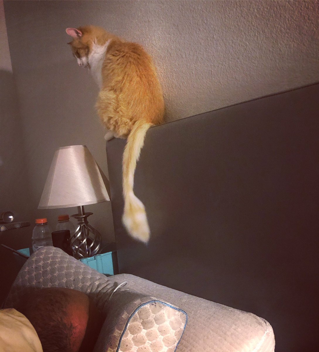 MsDudzinski's tweet photo. Max will always look over you while you’re sleeping. It’s not creepy or anything. #alwayswatching #lookoutSanta #maximusjames https://t.co/uNDL73KjvB