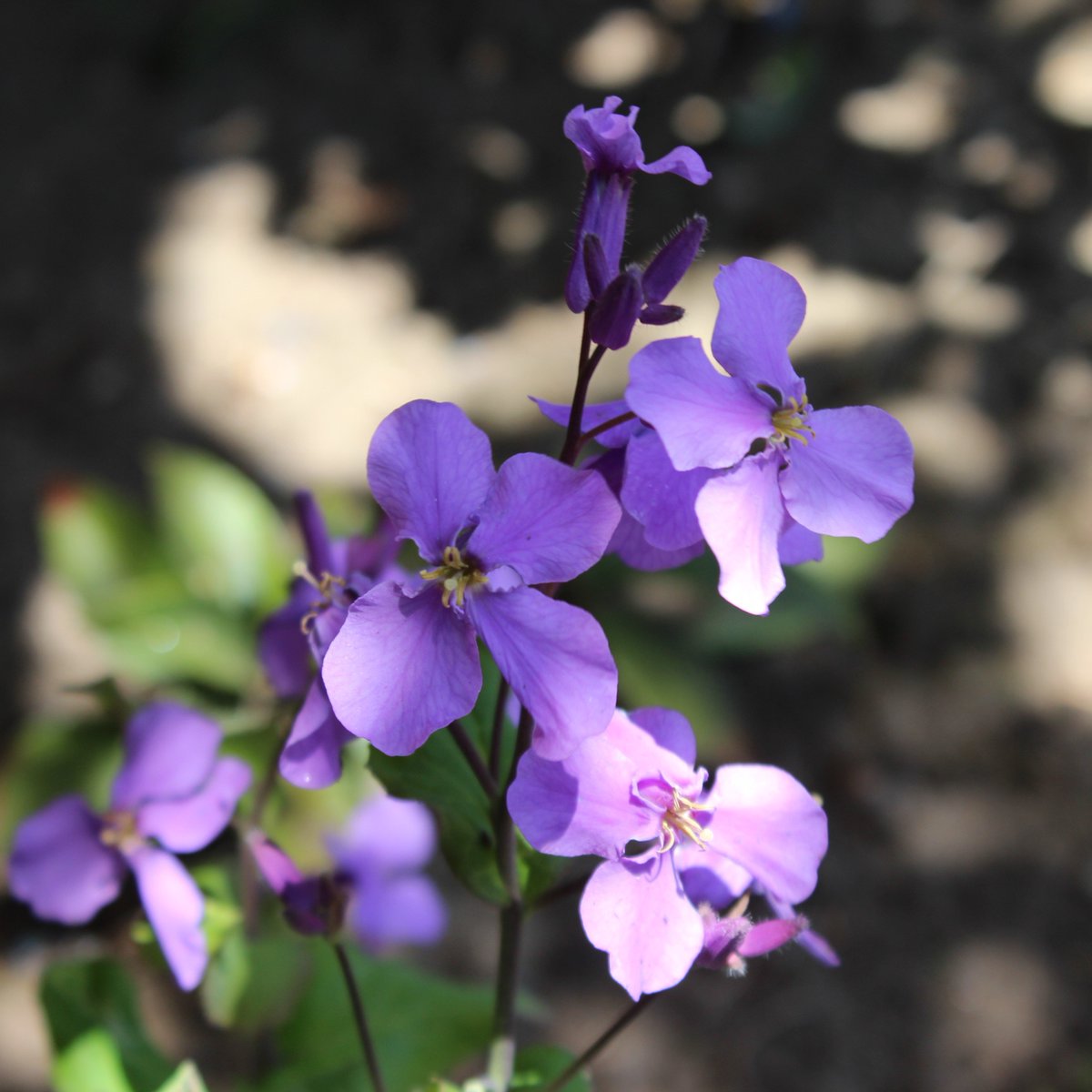 Vtifカスタマイズ 紫花菜 ムラサキハナナ 諸葛菜 ショカッサイ 大紫羅欄花 オオアラセイトウ 紫金草 シキンソウ 紫大根 花大根 と別名が一杯 大根の花の薄紫や白とよく似て文字数 4月5日 誕生花の一つ ムラサキハナナ 諸葛菜 花言葉