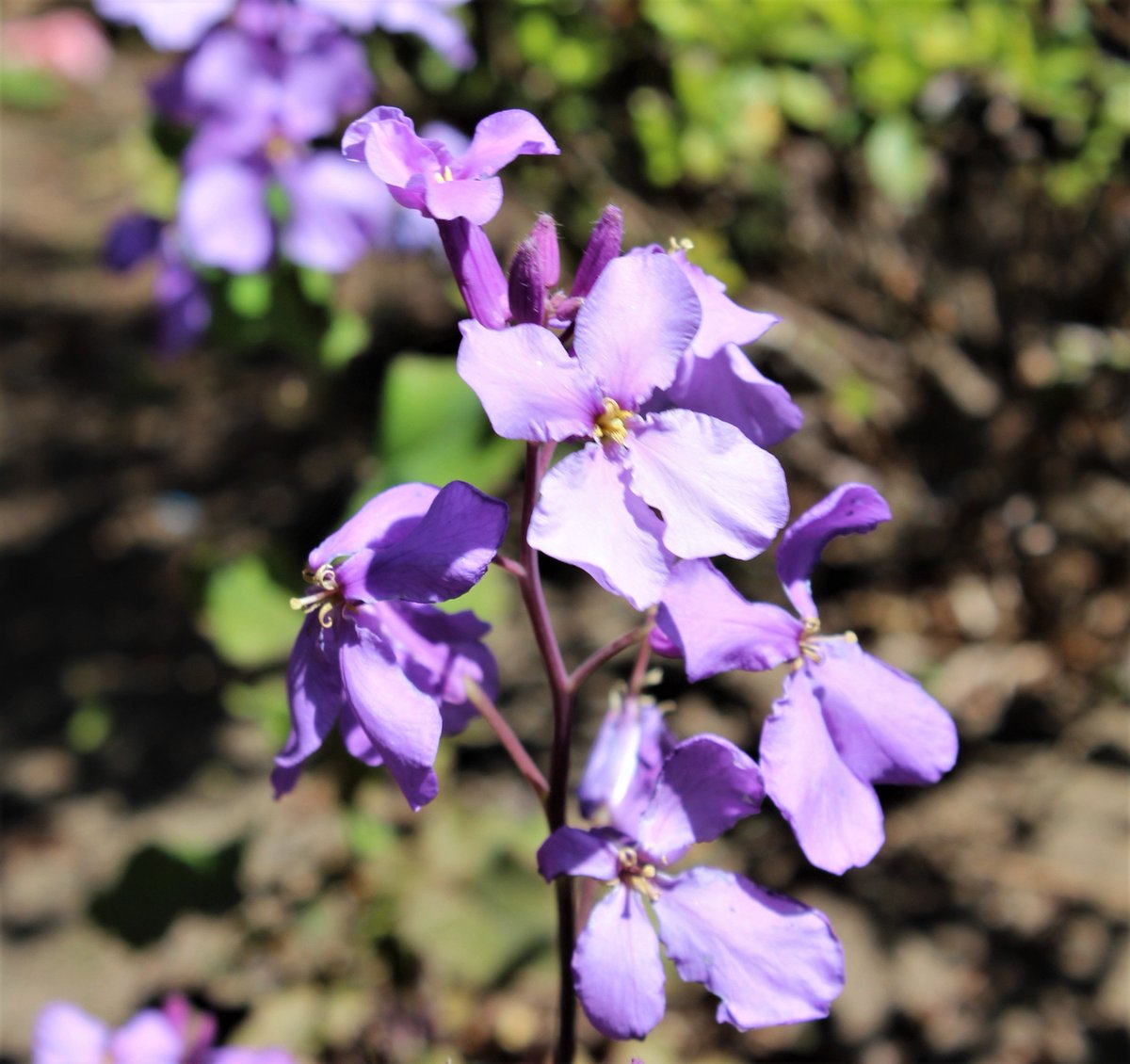 Vtifカスタマイズ 紫花菜 ムラサキハナナ 諸葛菜 ショカッサイ 大紫羅欄花 オオアラセイトウ 紫金草 シキンソウ 紫大根 花大根 と別名が一杯 大根の花の薄紫や白とよく似て文字数 4月5日 誕生花の一つ ムラサキハナナ 諸葛菜 花言葉