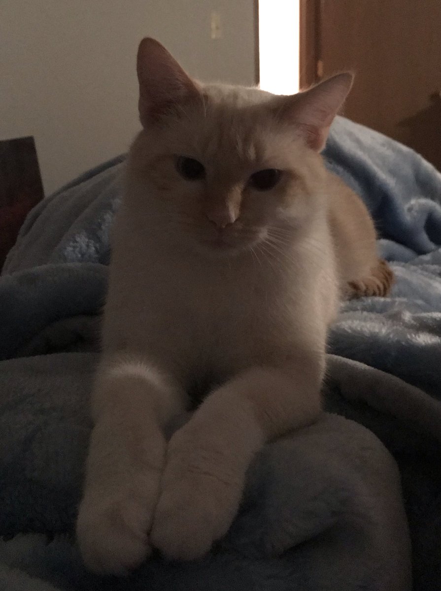 TheEclecticMage's tweet photo. My magickal assistant, Jax... doing what he does best. #SweetLifeOfACat #NotAWorryInTheWorld https://t.co/WYIUZZn0xu