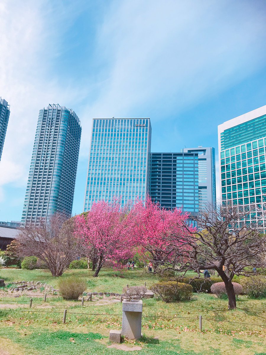 埼玉ポーズ考案ダンサー Maki Hayafuji Pa Twitter お花見ランチ とーっても気持ち良かった 桜 お花見 お花見ランチ 汐留 浜離宮恩賜庭園 埼玉ポーズ と関係ないけど 埼玉ポーズ考案者 Maki ローストビーフ弁当