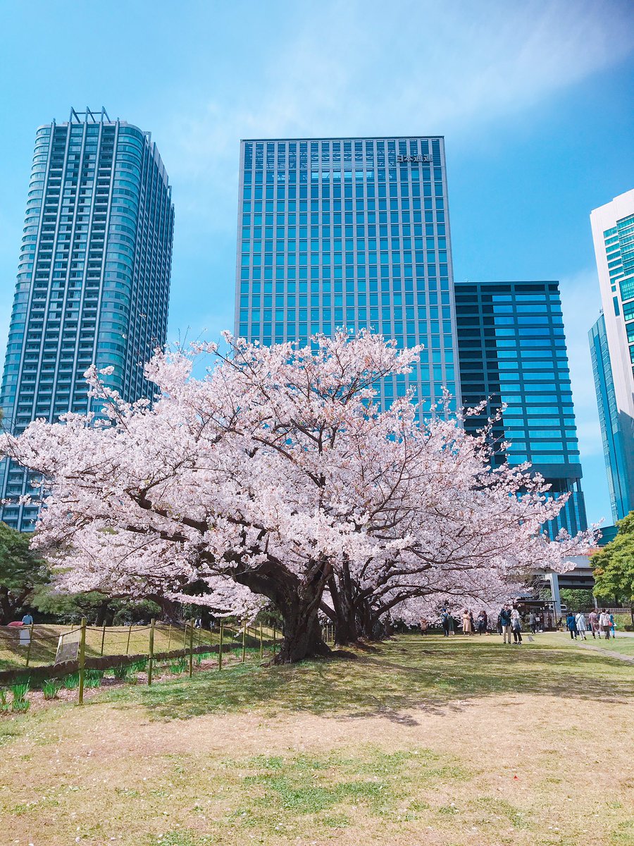 埼玉ポーズ考案ダンサー Maki Hayafuji お花見ランチ とーっても気持ち良かった 桜 お花見 お花見ランチ 汐留 浜離宮恩賜庭園 埼玉ポーズ と関係ないけど 埼玉ポーズ考案者 Maki ローストビーフ弁当