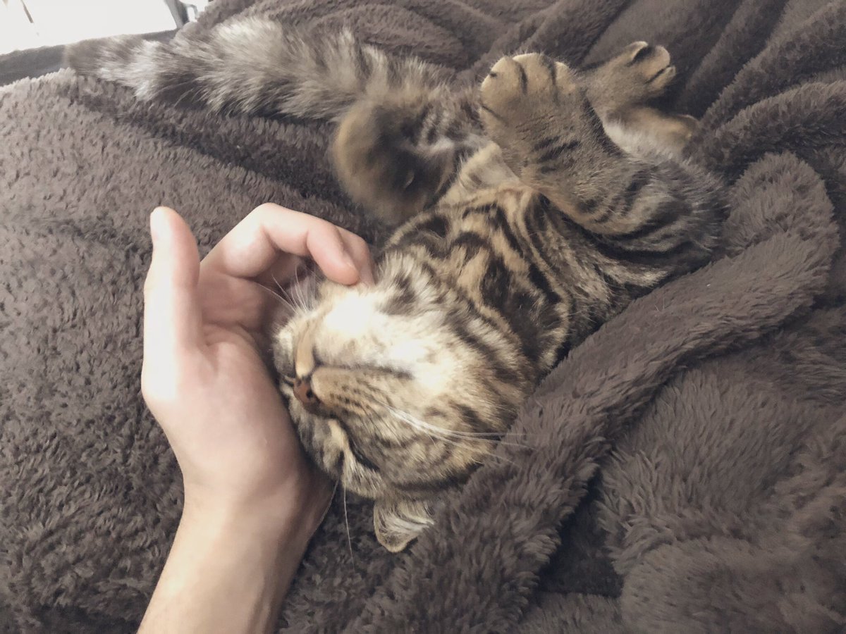 猫さんが悪さをしたらキャリーに入れるようにしていたら 自主的に行動してこの表情に 不満気なのがたまらない Togetter