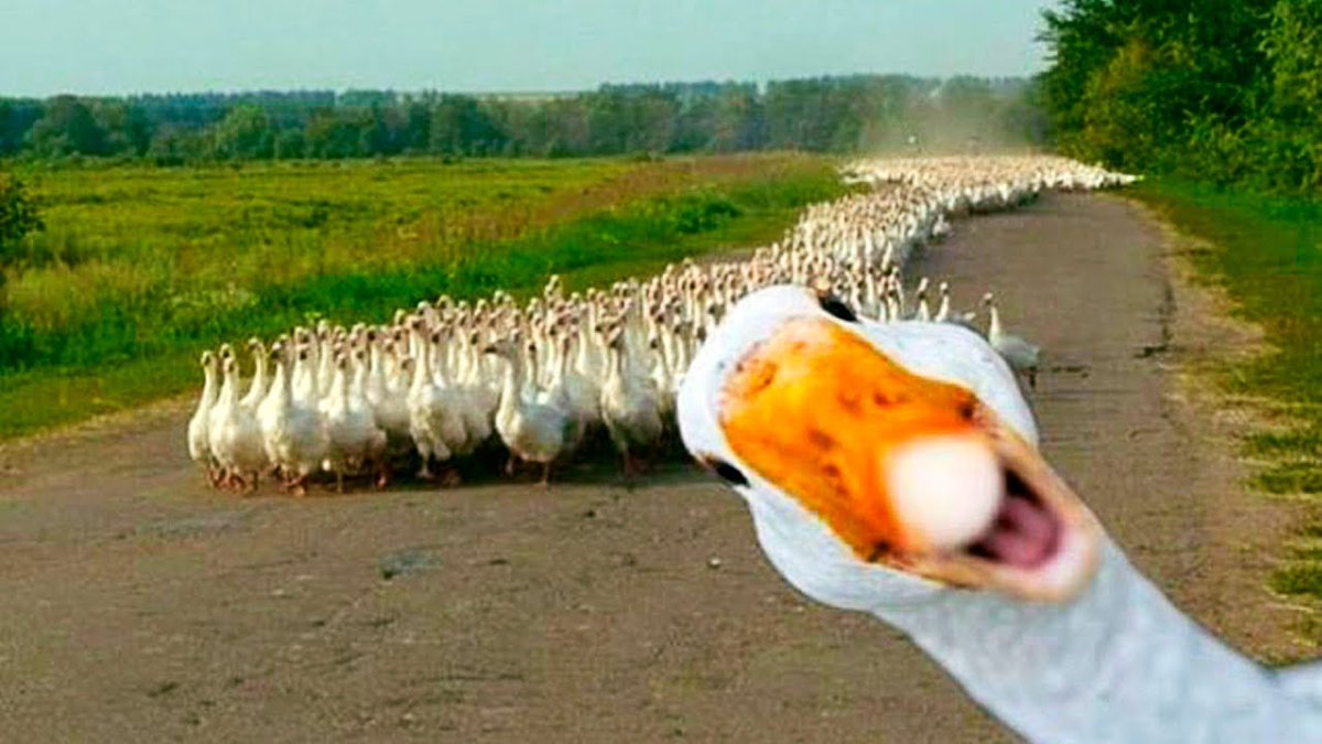 highlarks tweet picture
