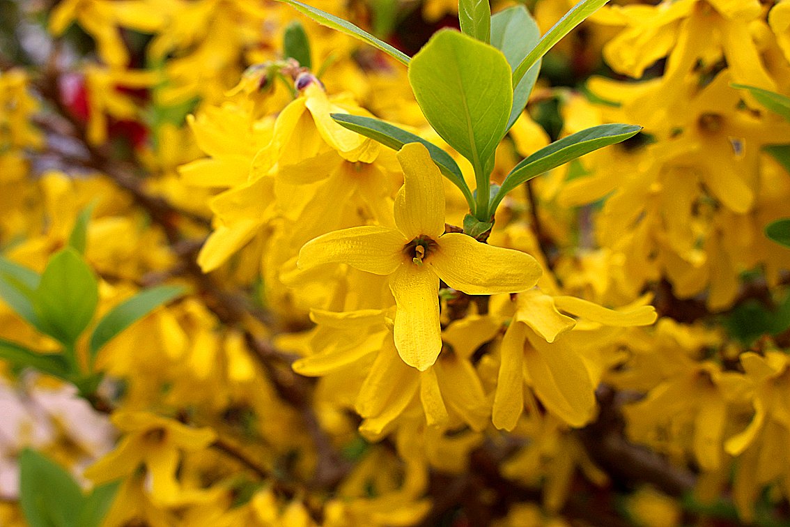 長居植物園 No Twitter 植物園内の 竹笹園 付近では シナレンギョウ の花が見頃です 雌雄異株 つまりオスとメスの木がある植物です 果実は漢方薬としても利用されます 春を告げる黄色い花がキレイですねー 長居植物園 シナレンギョウ