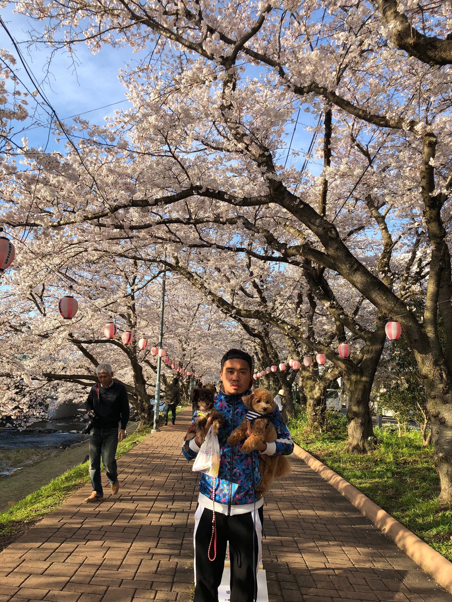 美祢さくら公園 Twitter Search Twitter