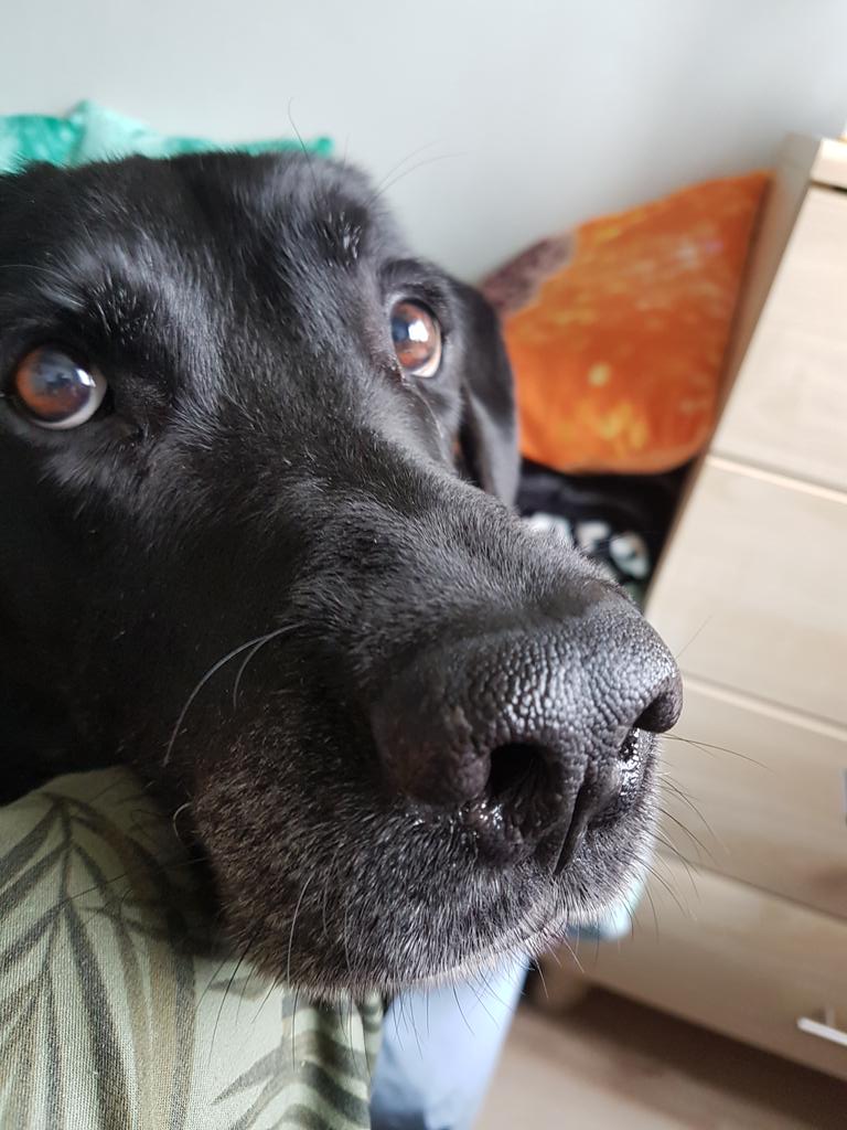 Ev00413678's tweet photo. My c00te dog #c00te #dog https://t.co/77CDzqYoF8