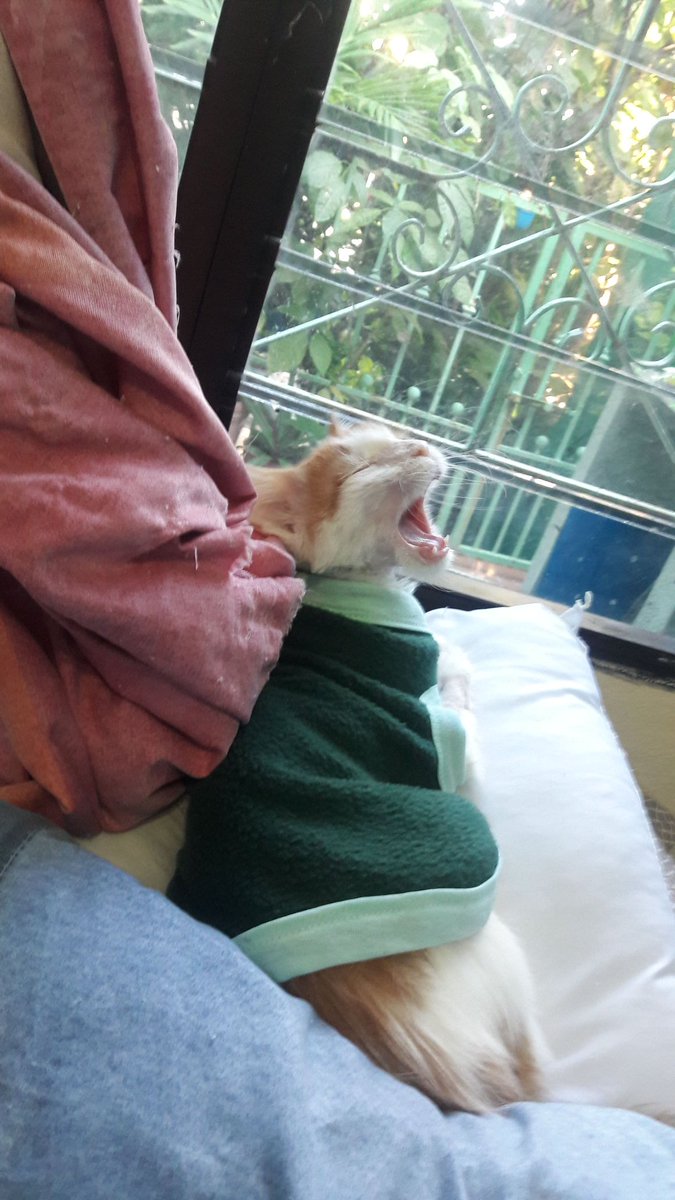 JuliaAbogata's tweet photo. #AparecisteTuY mi vida se llenó de luz. Te amo gato #Manekey https://t.co/PO6Hh8Wfm2