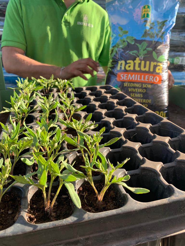 Inferco's tweet image. Hoy os mostramos NATURA SEMILLERO. Perfecto para la siembre y esqueje de todo tipo de plantas.Aquí tenéis los resultados de este producto. Da gusto ver como cada día la planta sale con más fuerza.