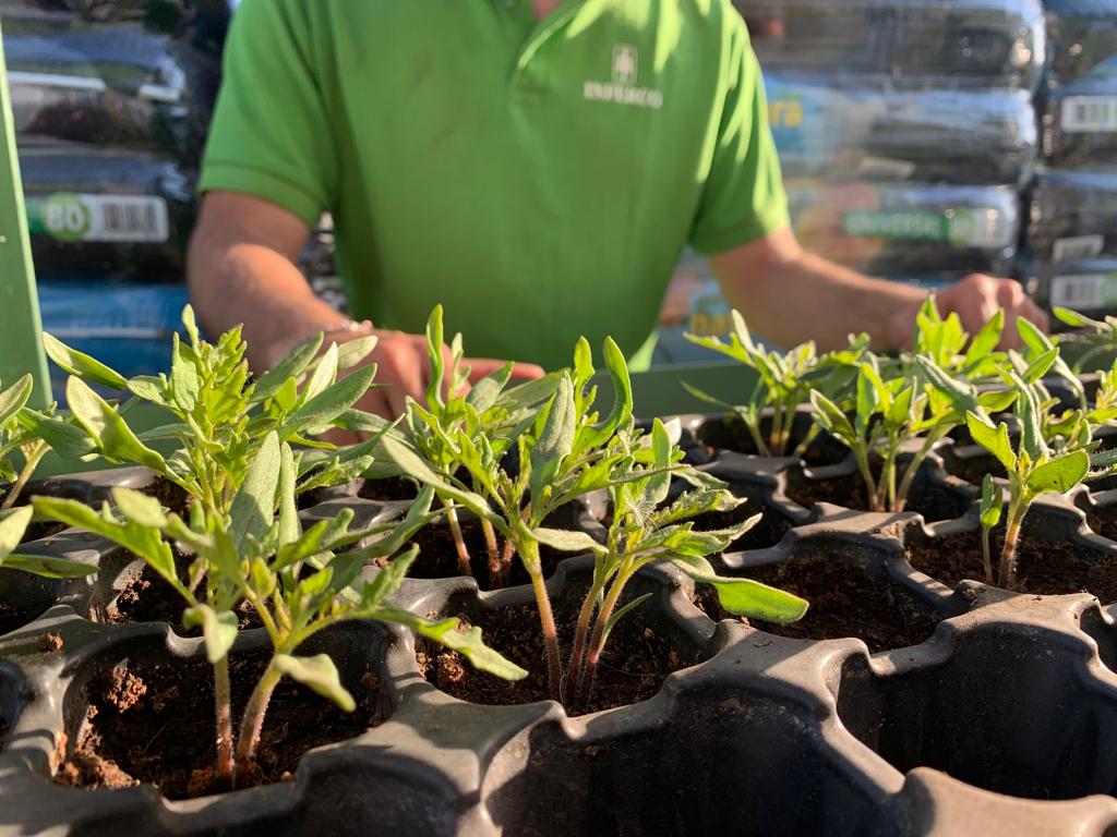 Inferco's tweet image. Hoy os mostramos NATURA SEMILLERO. Perfecto para la siembre y esqueje de todo tipo de plantas.Aquí tenéis los resultados de este producto. Da gusto ver como cada día la planta sale con más fuerza.