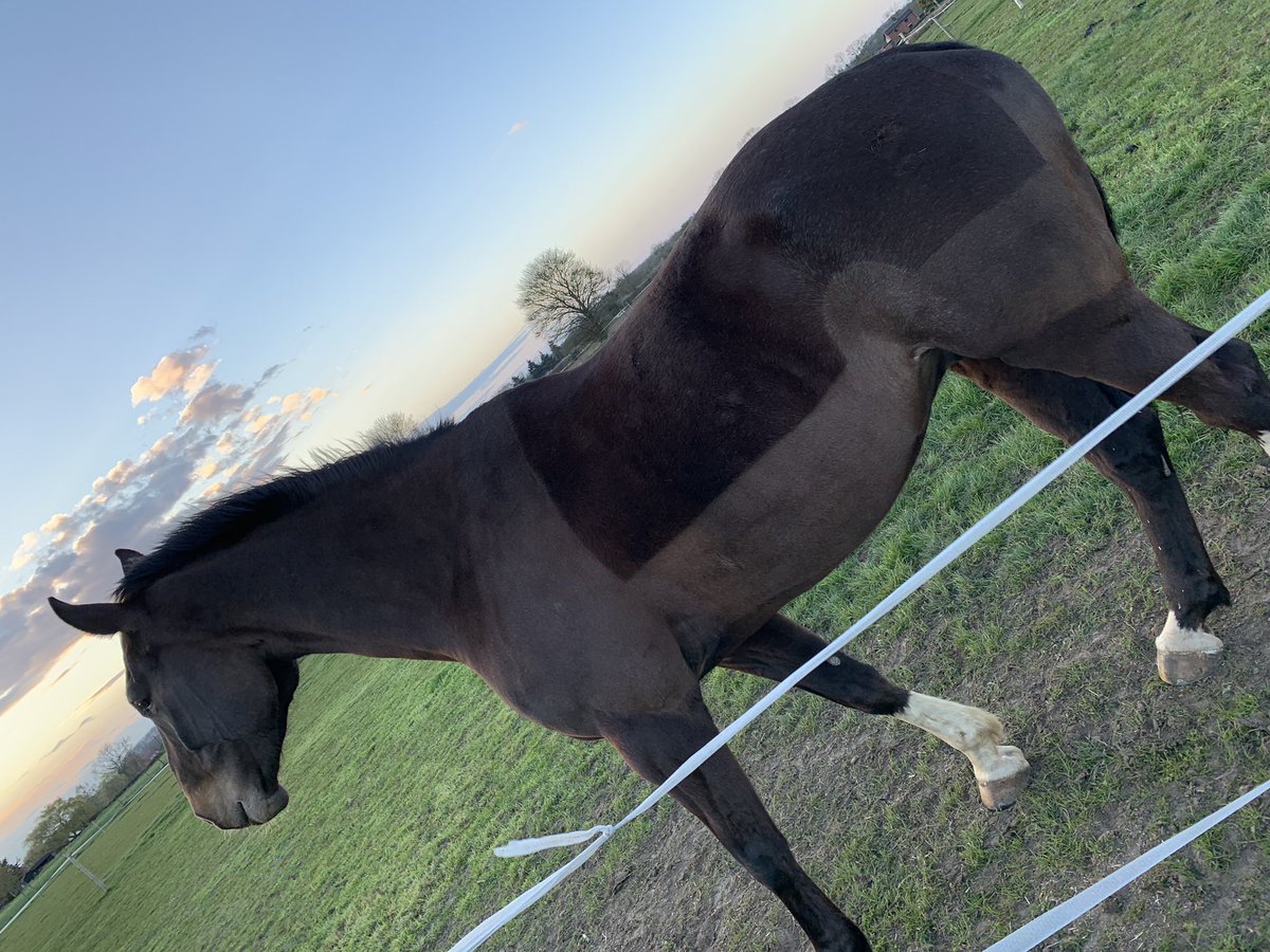 When the baby horse starts filling out it usually means a growth spurt. At 17.3hh I can do without another one 🤦🏼‍♀️ #growth #babyhorse #bigenough #stopgrowing #horse #horses #Equestrian