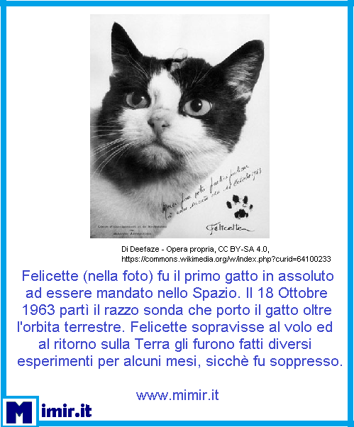 ItMimir's tweet photo. Felicette, il primo gatto nello Spazio #felicette #curiosità #curiosone #sapevatelo #saiperchè #notizia #buongiorno #mimir #news #aprile #storia https://t.co/YZUF5cg1EV https://t.co/GVabzn9lLt