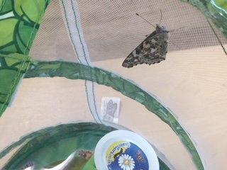 MissDent3's tweet photo. The Nursery children are going to burst with excitement when they see this! After following the life cycle of our butterflies this half term. I came into this gorgeous creature on the last day of term. #perfecttiming #EYFSScience #EndikeEYFS #DRETScience #beautifulbutterfly https://t.co/xVHtn5sdr9