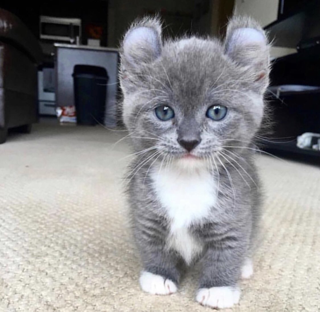 CatsDaily247's tweet photo. Happy Friday! 😆 https://t.co/oYxhix510b