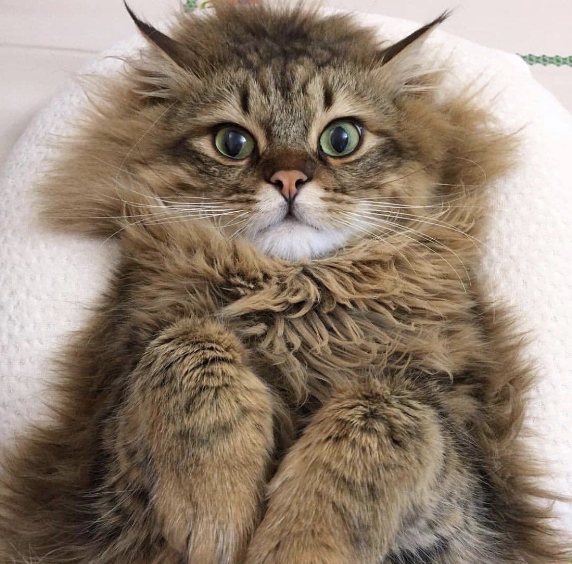 CatsDaily247's tweet photo. https://t.co/47QmLe7TsI