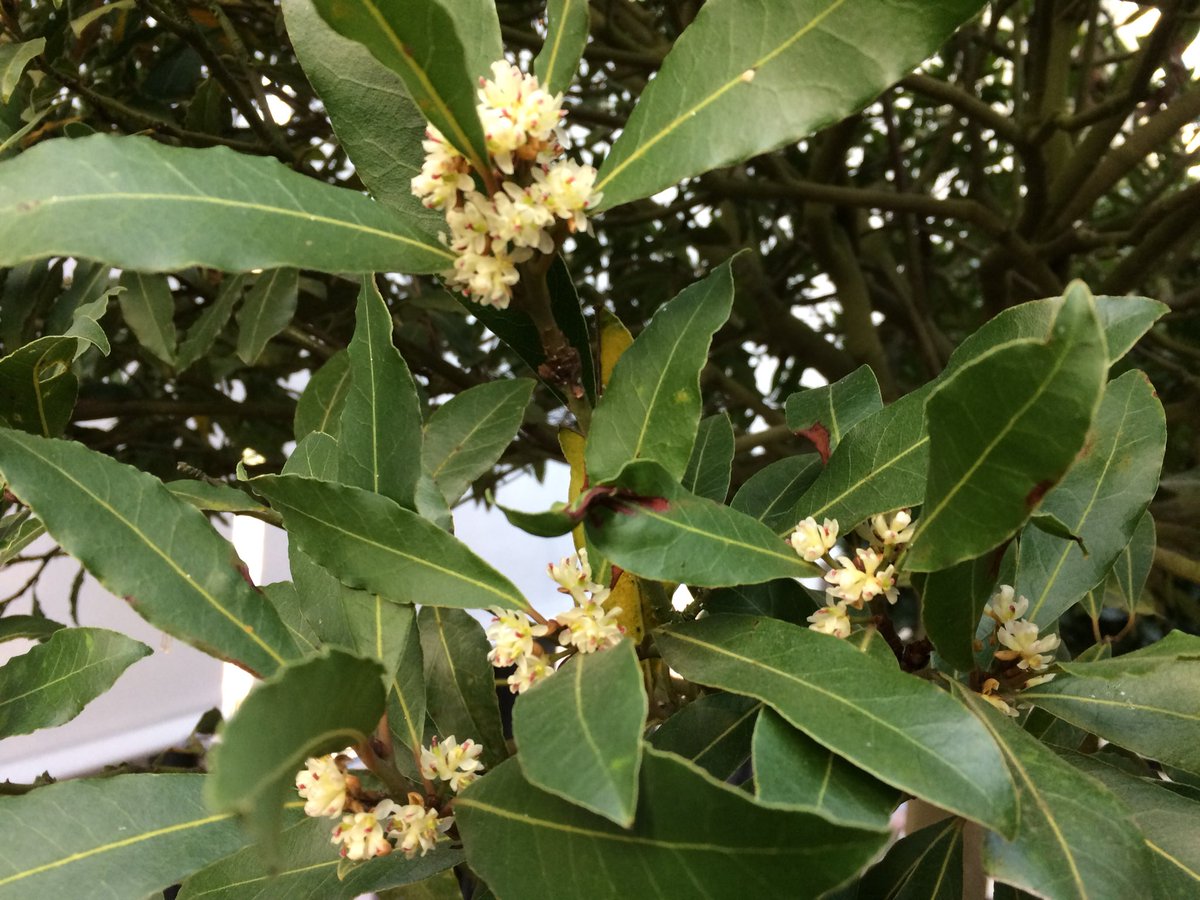 Niet alleen de fruitbomen en de magnolia laten hun bloemen zien ook de laurier kan er wat van.