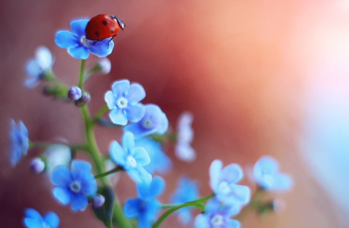 People will forget what you said
People will forget what you did
But people will never forget how you made them feel.

Maya Angelou
Pic Elena Andreeva