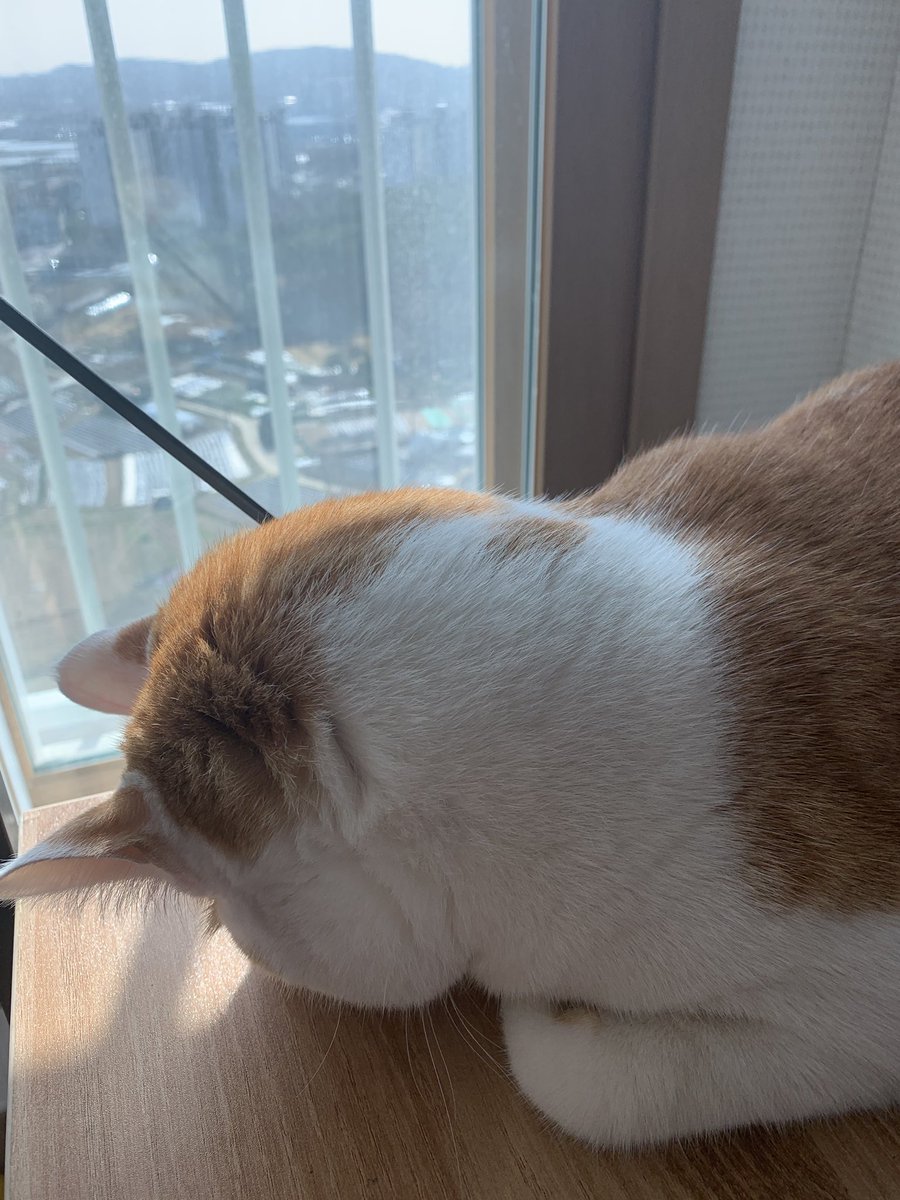bongpalCAT's tweet photo. 눈부셔할거면서 왜 창가에서 자는건데 ㅋㅋㅋㅋ이 바보멍츄고양아 https://t.co/XPeiwJWEG7