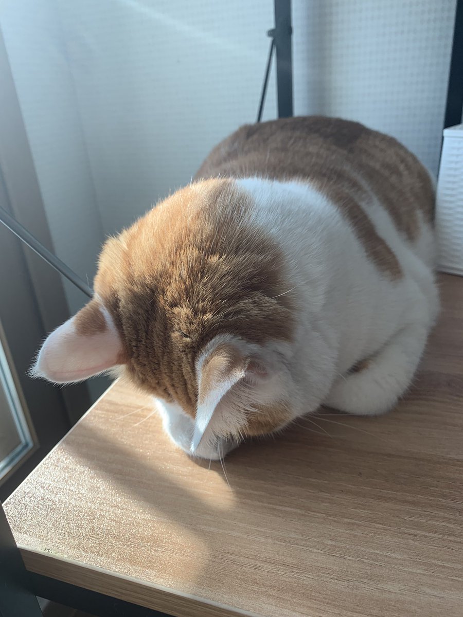 bongpalCAT's tweet photo. 눈부셔할거면서 왜 창가에서 자는건데 ㅋㅋㅋㅋ이 바보멍츄고양아 https://t.co/XPeiwJWEG7