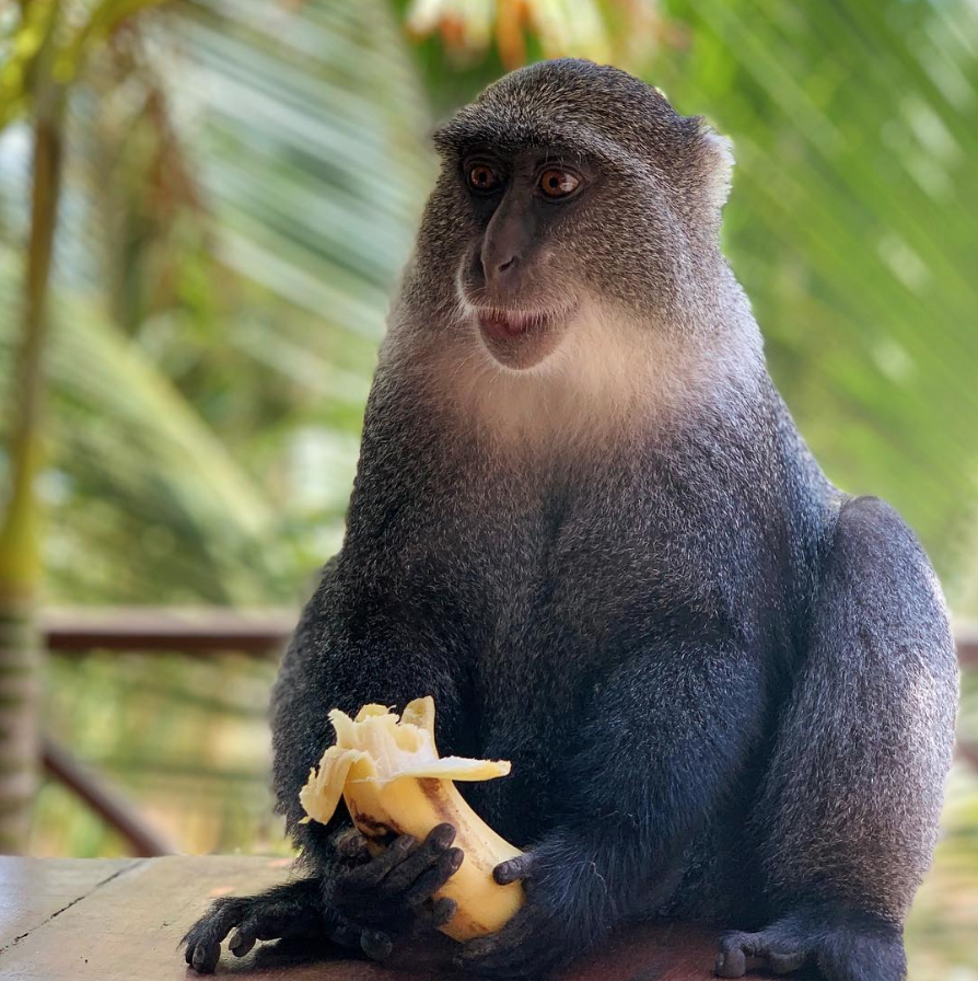 Unexpected guest at the poolside bar 🐒

(That's just another day for us here in #Zanzibar)

📸 food_travel_wine